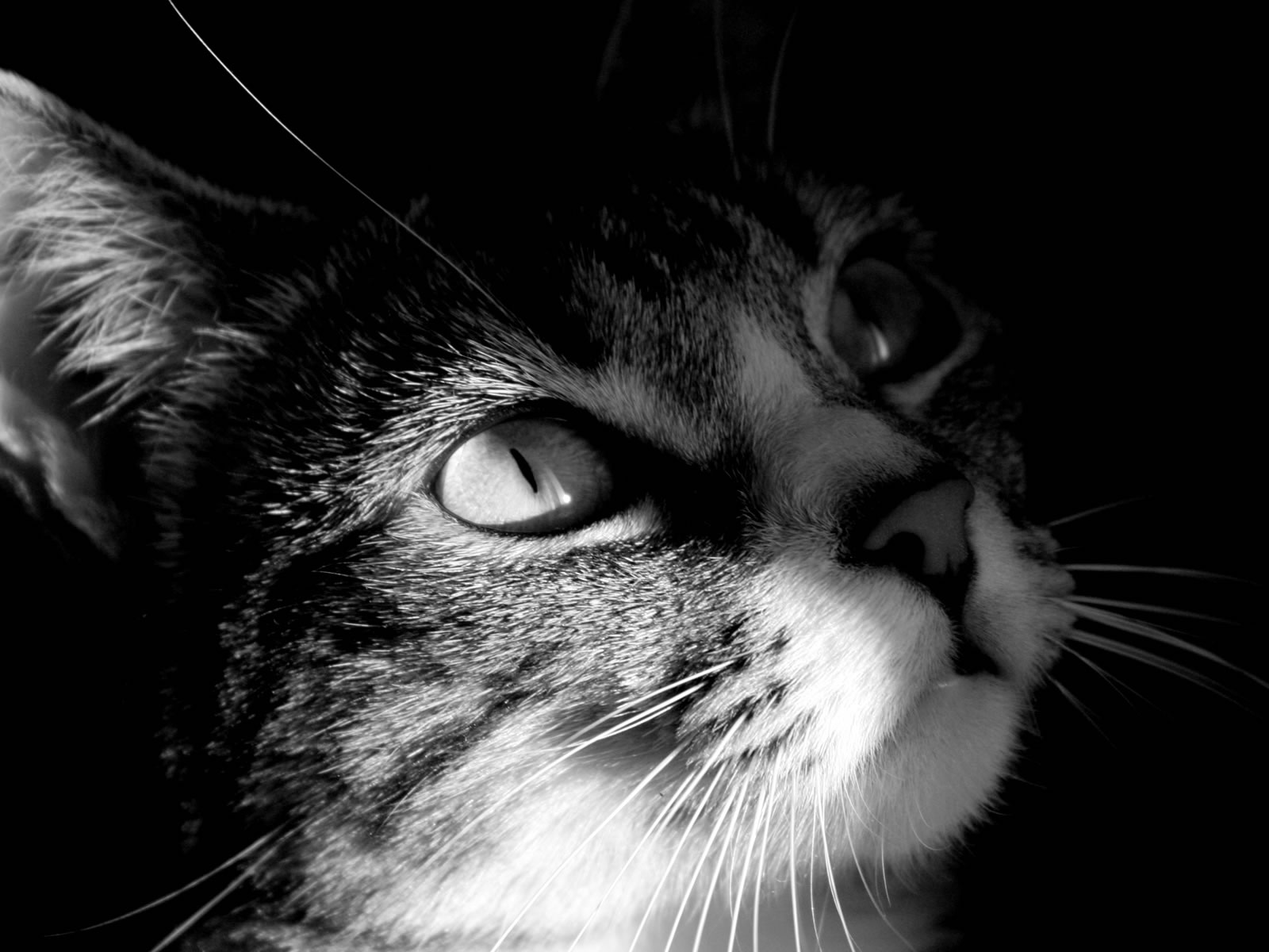 trop mimi se chat.